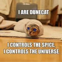 DuneCat