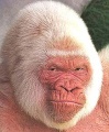 99px-White gorilla arrogance.jpg